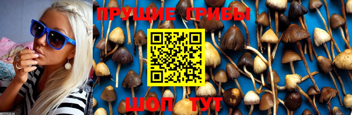 где купить   Вход с VPN  Осинники  Галлюциногенные грибы GOLDEN TEACHER  Псилоцибиновые грибы Psilocybine cubensis 